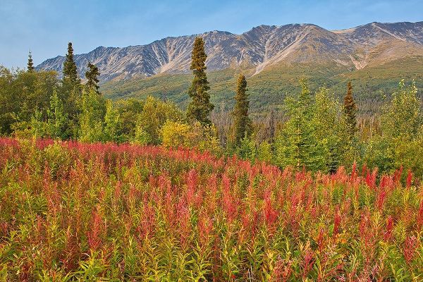 Canada-Yukon-Kluane National Park St Elias Mountains and forest landscape